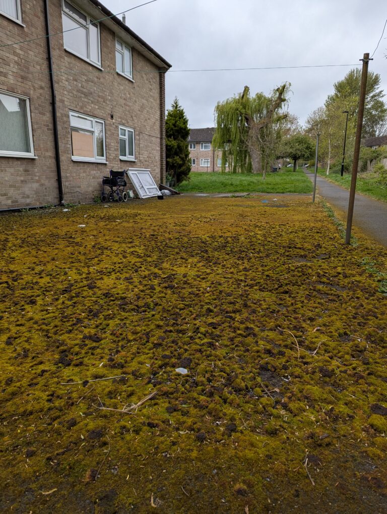 very mossy patio before a clearance